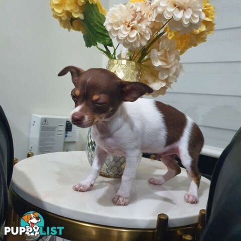 Chihuahua puppies