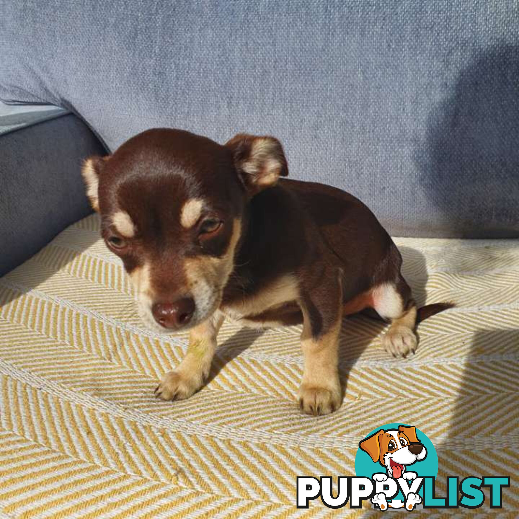 Chihuahua puppies