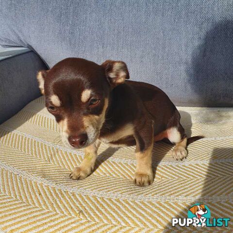Chihuahua puppies