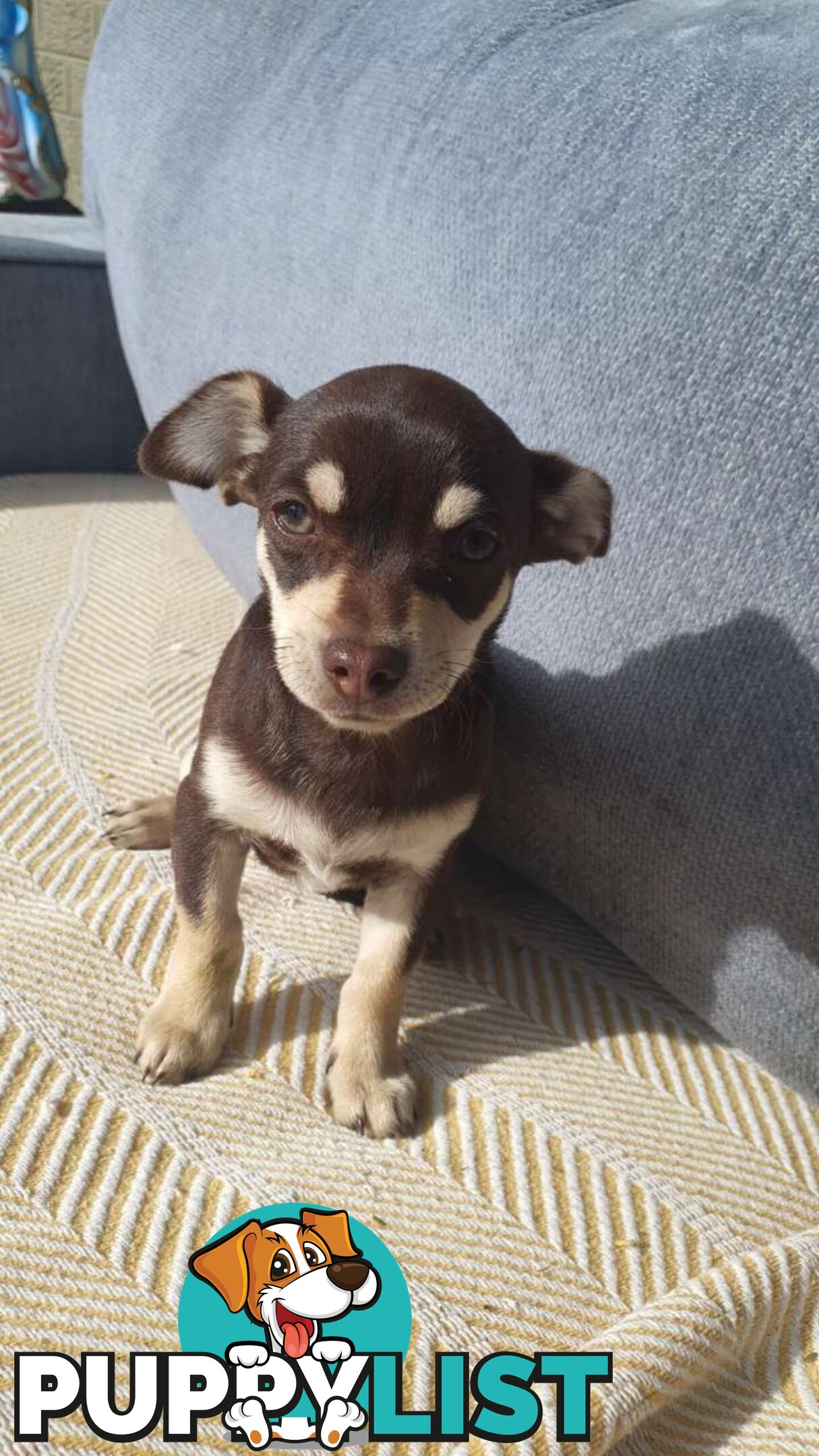 Chihuahua puppies