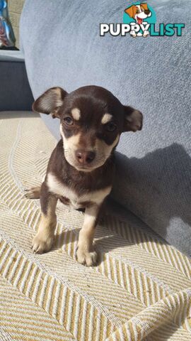 Chihuahua puppies