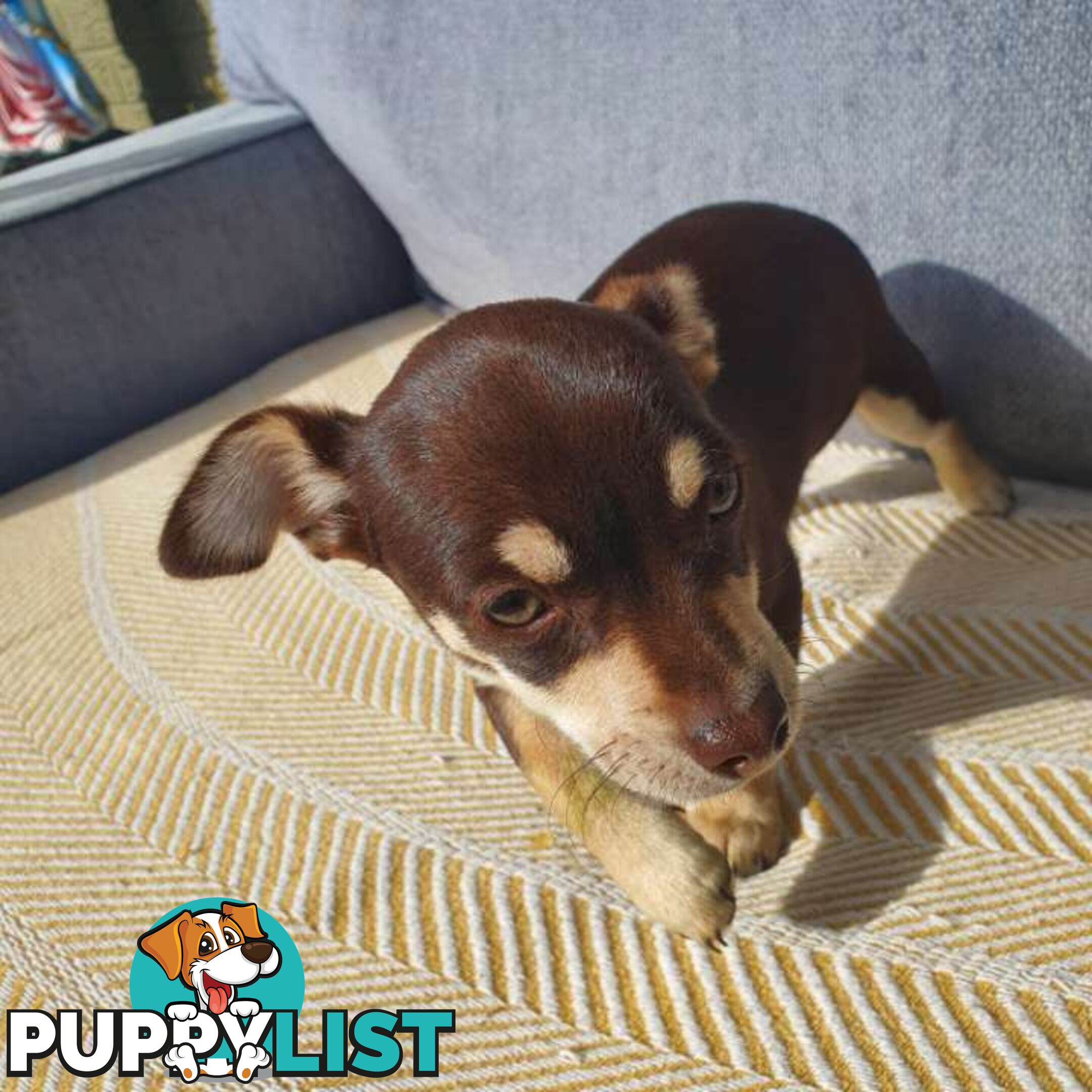 Chihuahua puppies