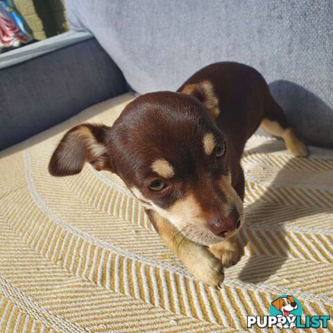 Chihuahua puppies