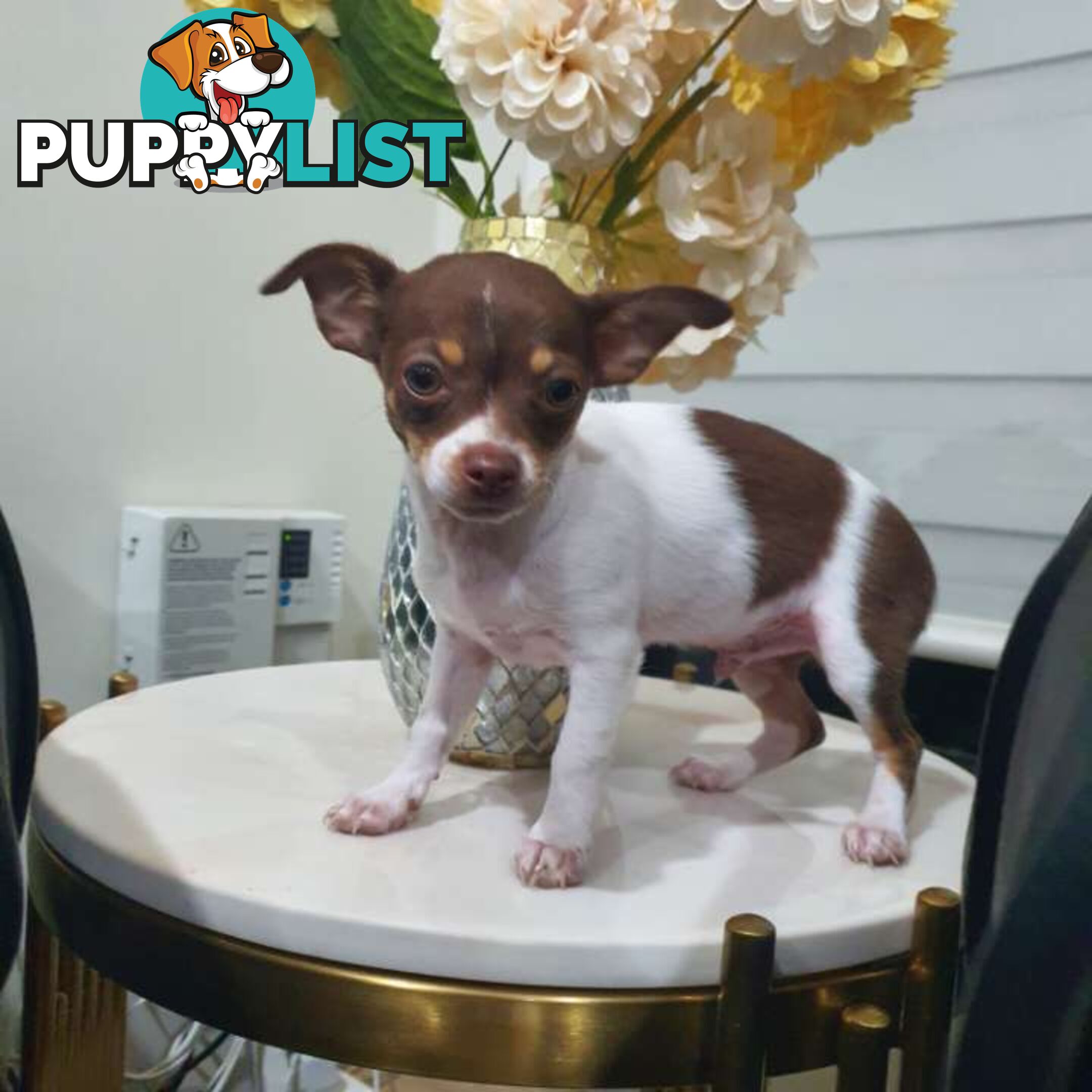 Chihuahua puppies