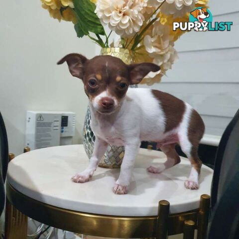Chihuahua puppies