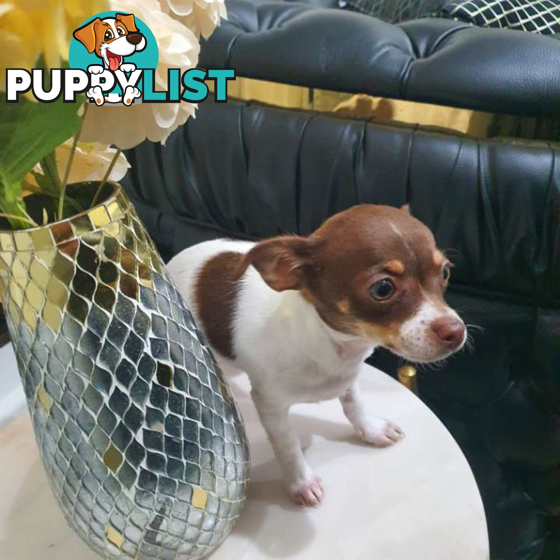 Chihuahua puppies