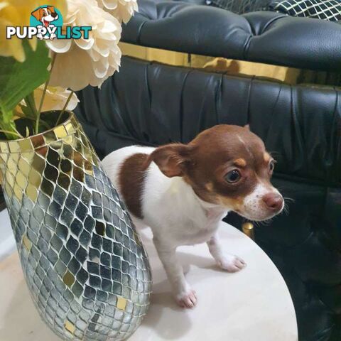 Chihuahua puppies