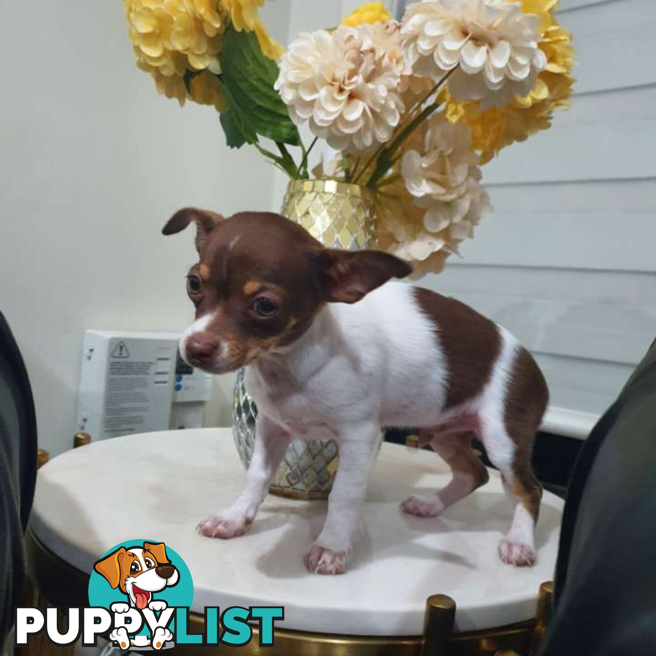 Chihuahua puppies