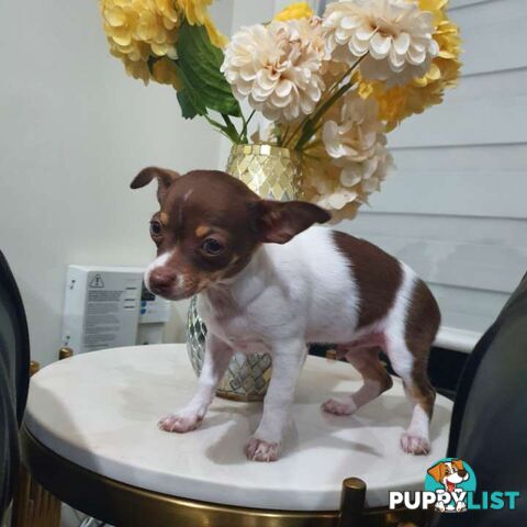 Chihuahua puppies