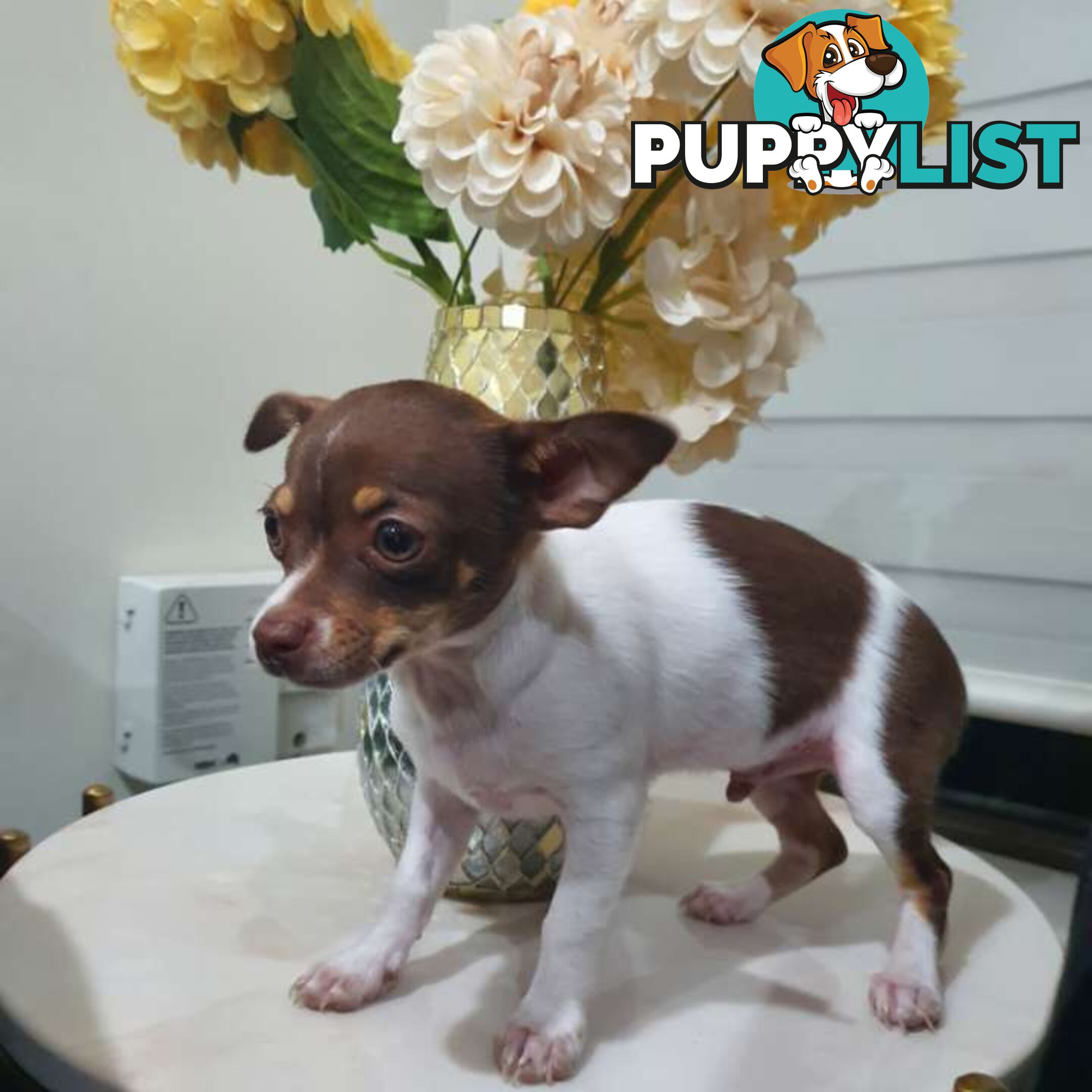 Chihuahua puppies