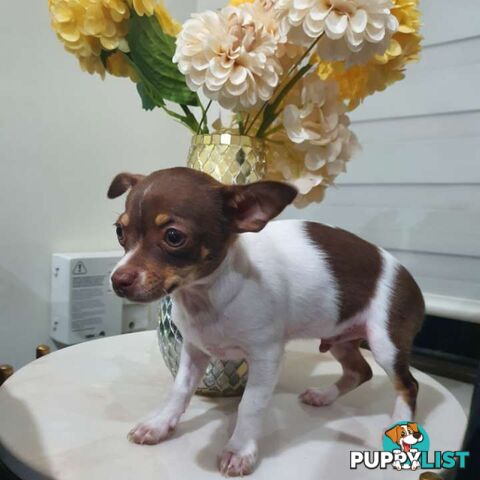 Chihuahua puppies