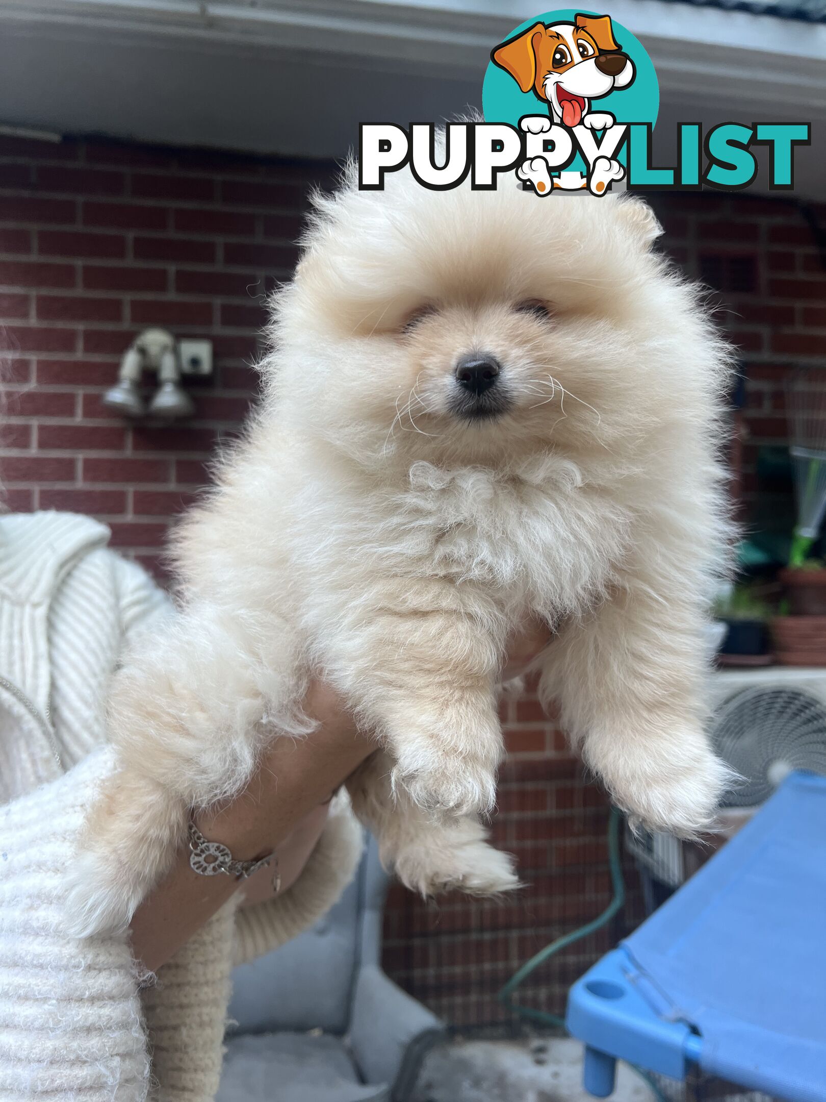Purebred Female Pomeranian Puppy
