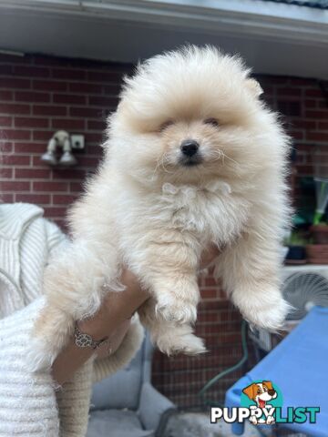 Purebred Female Pomeranian Puppy