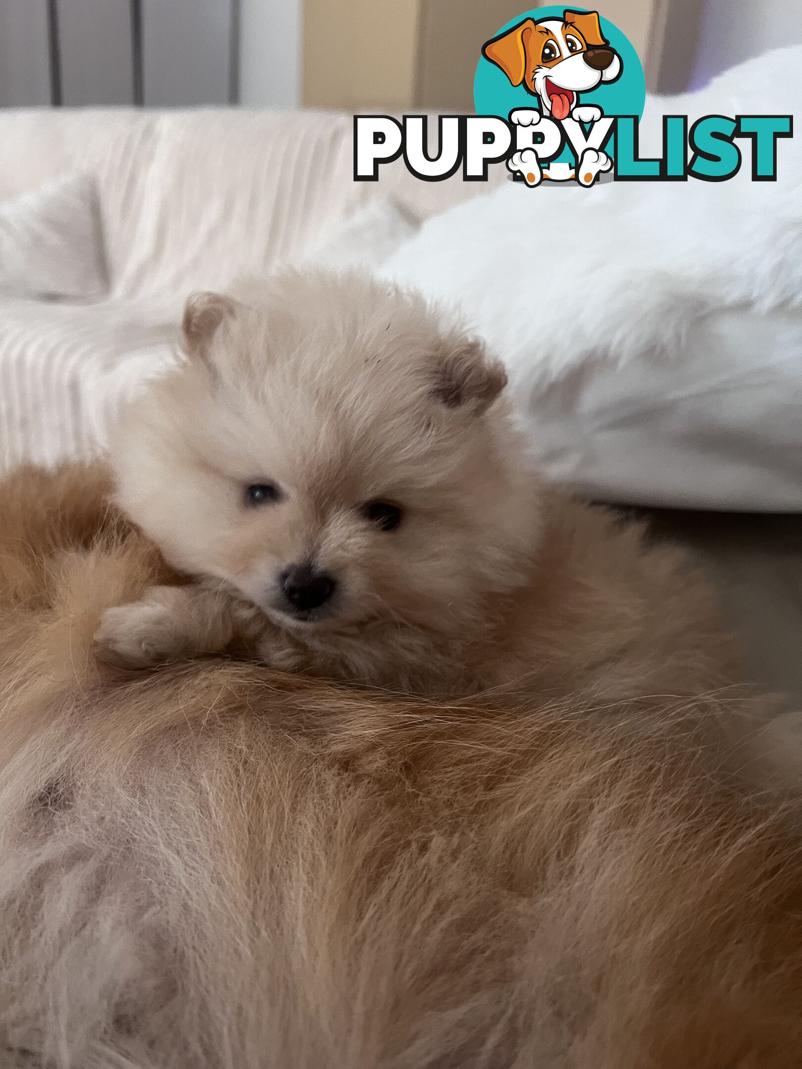 Purebred Female Pomeranian Puppy