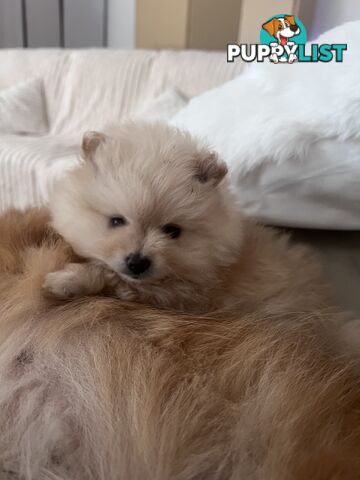 Purebred Female Pomeranian Puppy