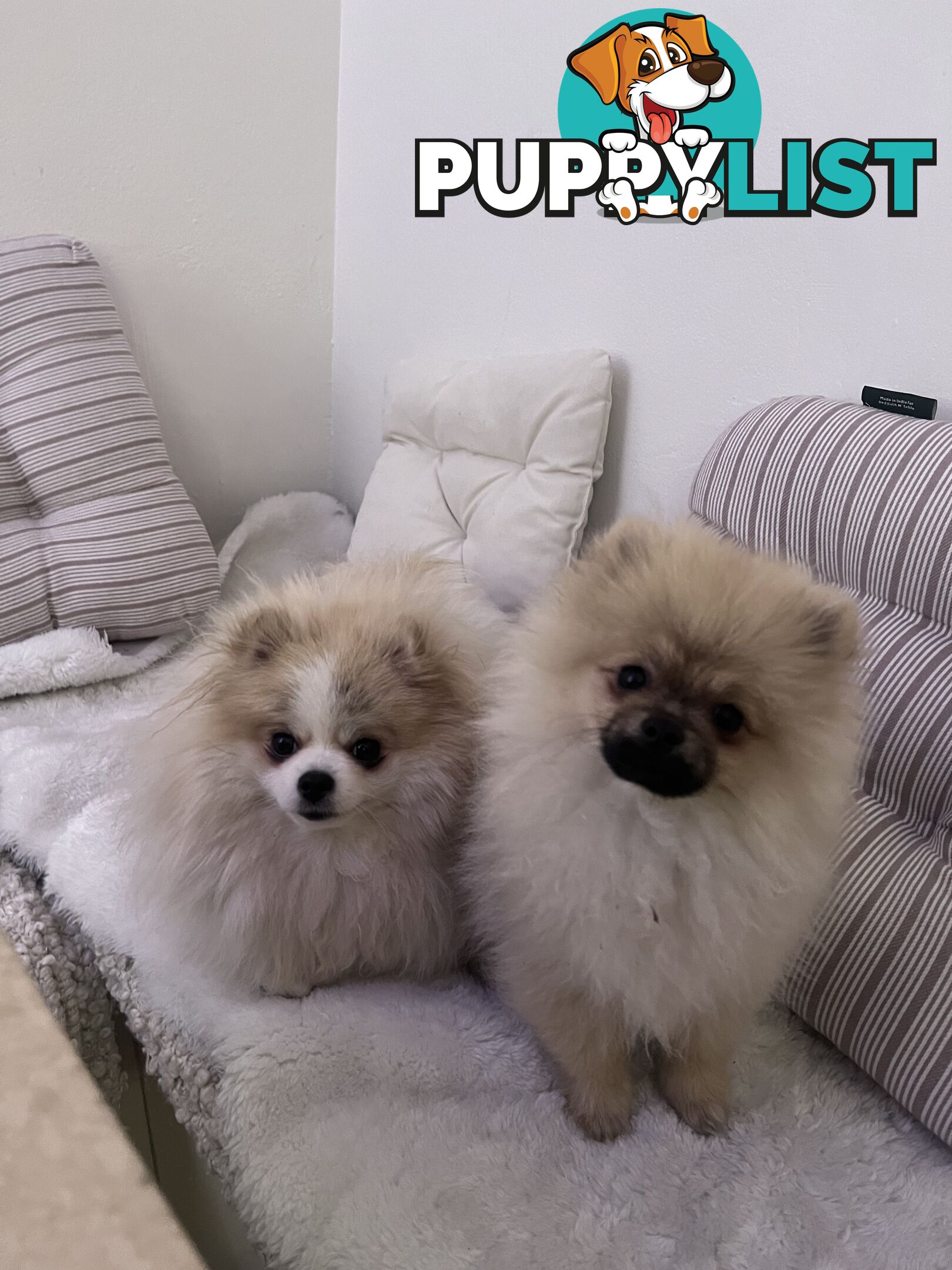 Purebred Female Pomeranian Puppy