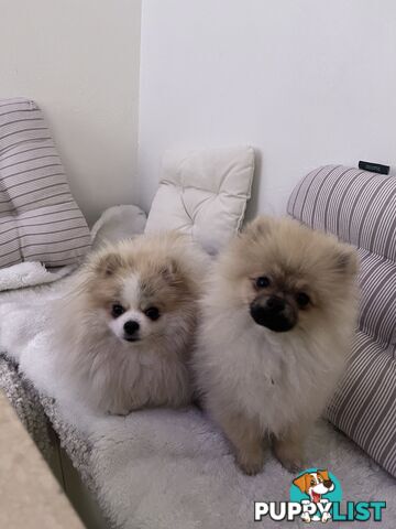 Purebred Female Pomeranian Puppy