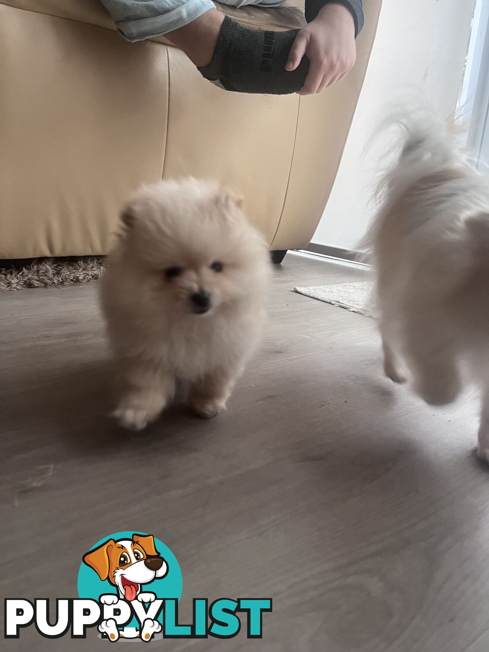 Purebred Female Pomeranian Puppy