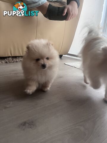 Purebred Female Pomeranian Puppy