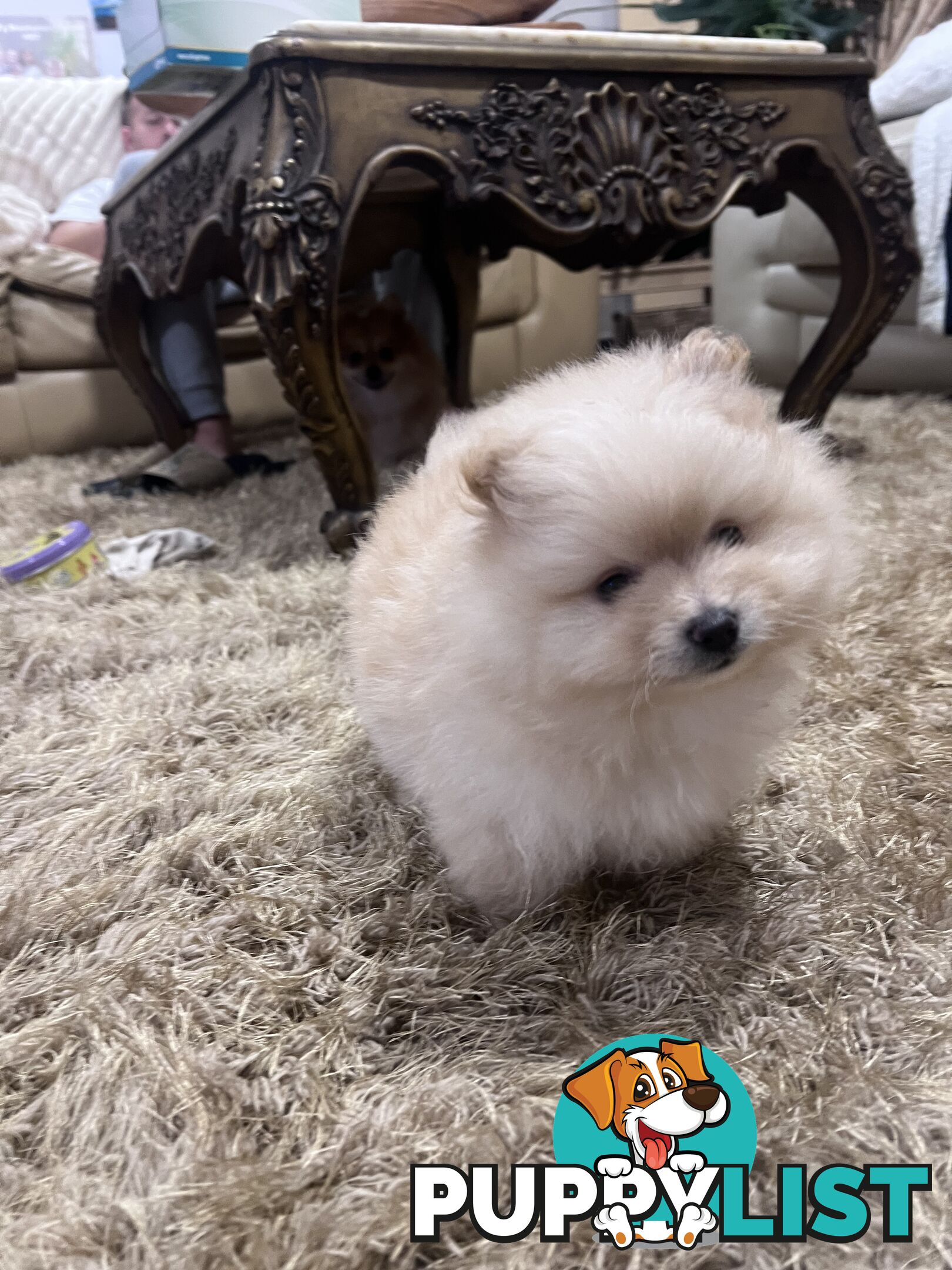 Purebred Female Pomeranian Puppy