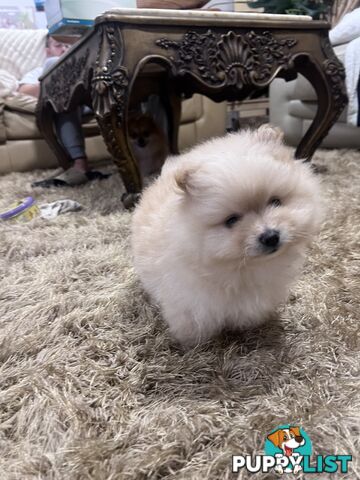 Purebred Female Pomeranian Puppy