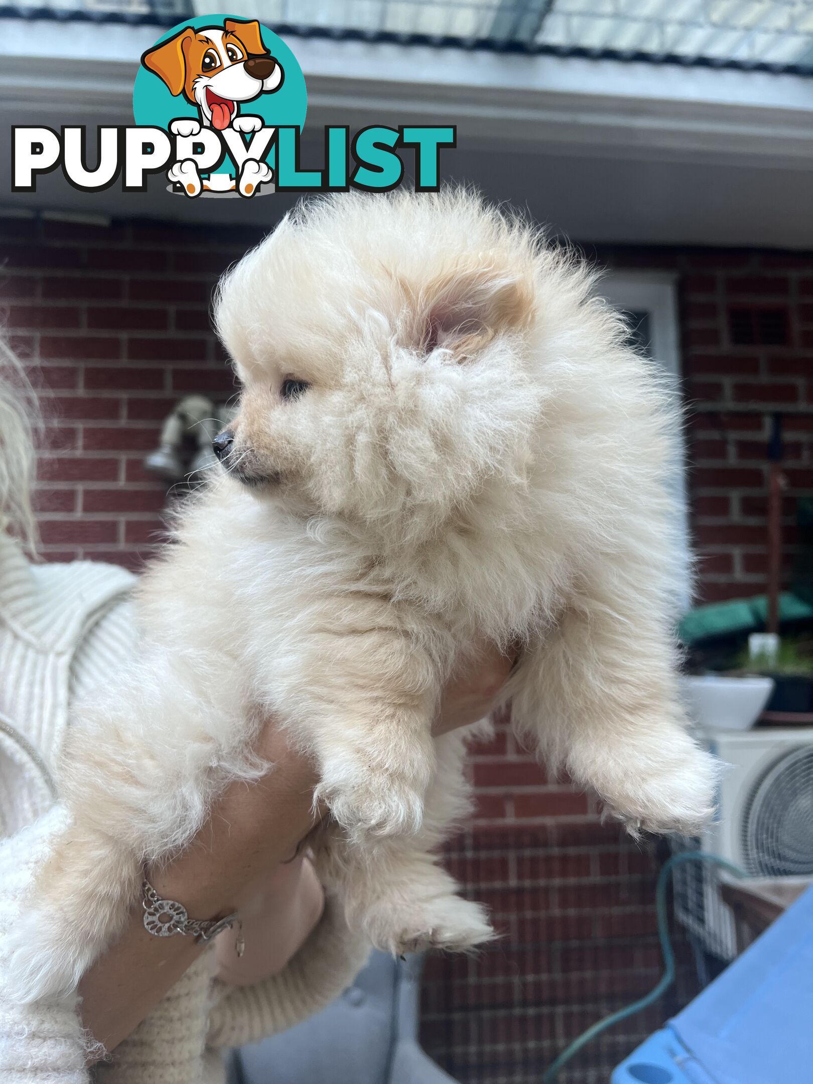 Purebred Female Pomeranian Puppy