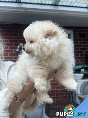 Purebred Female Pomeranian Puppy