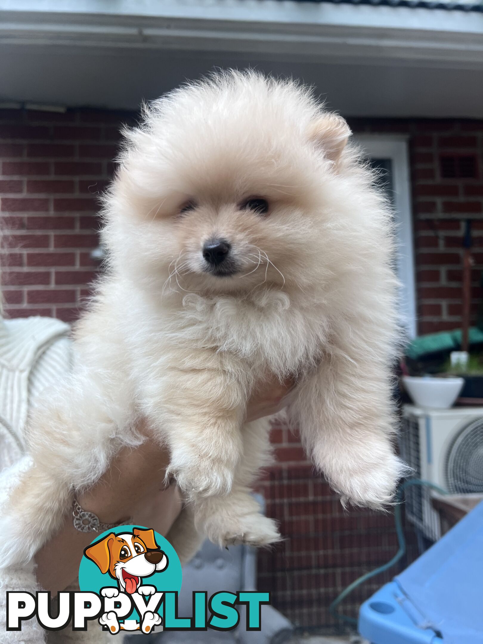 Purebred Female Pomeranian Puppy