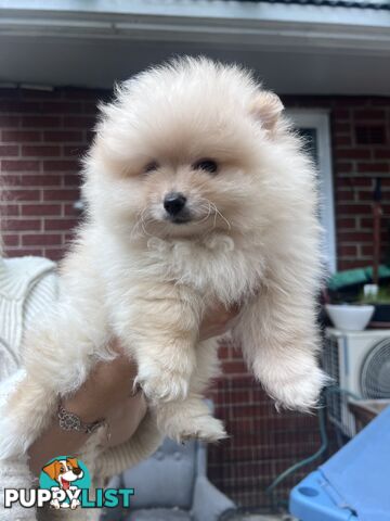 Purebred Female Pomeranian Puppy