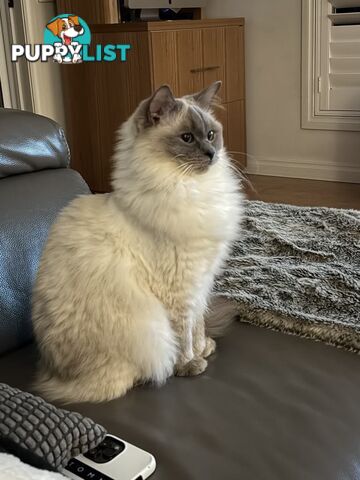 RAGDOLL PURE BRED BLUE POINT KITTENS