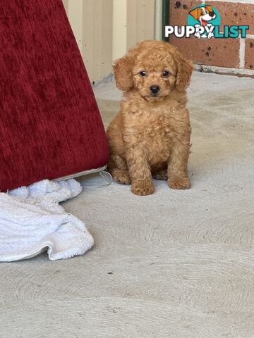 7 weeks Pure toy poodle