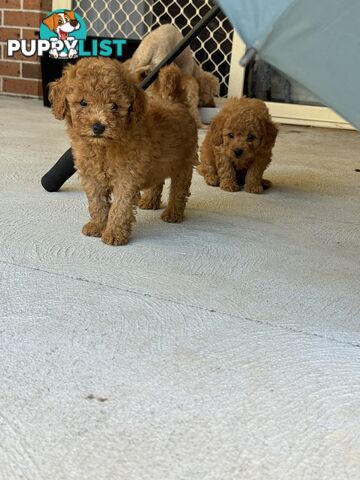 7 weeks Pure toy poodle