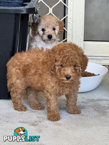 7 weeks Pure toy poodle