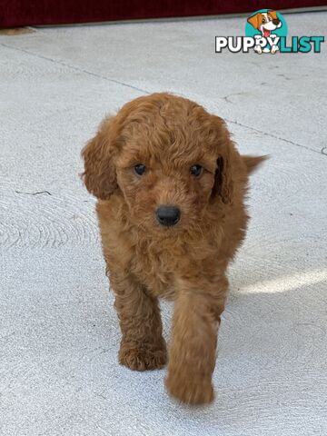 7 weeks Pure toy poodle