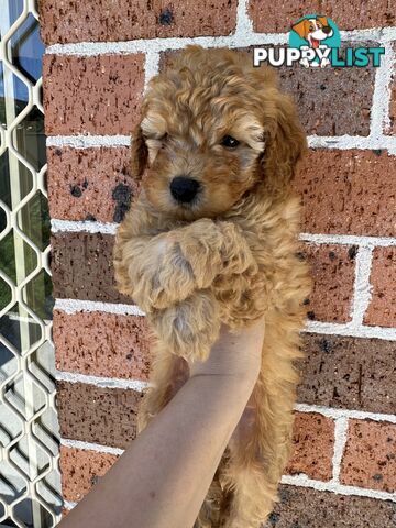 7 weeks Pure toy poodle