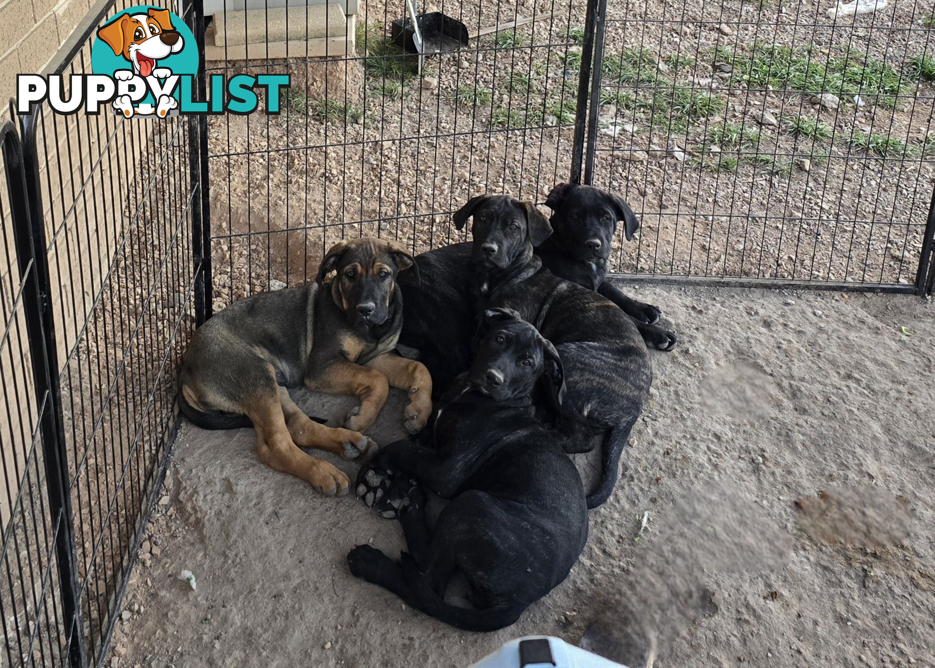 Cute Mastiff X German Shepherd Puppies