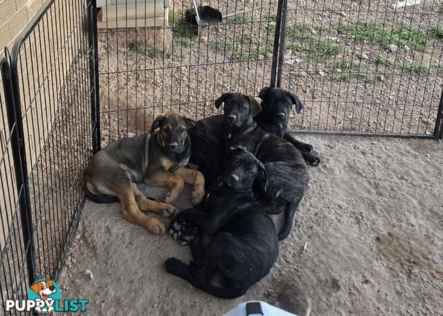 Cute Mastiff X German Shepherd Puppies