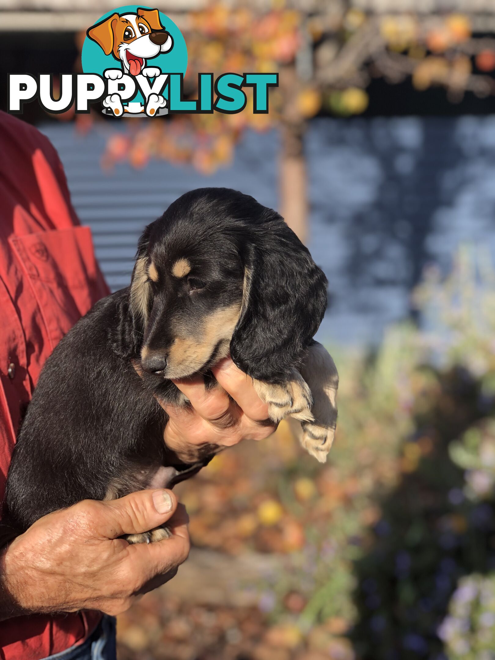 Long hair dachshund boy. Black and Cream