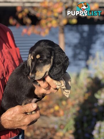 Long hair dachshund boy. Black and Cream