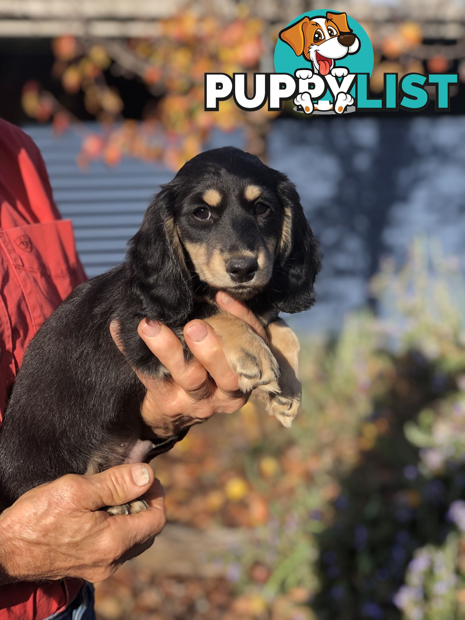 Long hair dachshund boy. Black and Cream