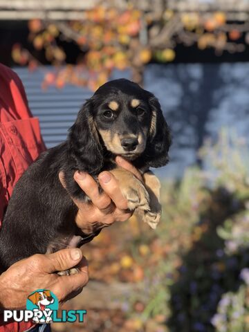 Long hair dachshund boy. Black and Cream