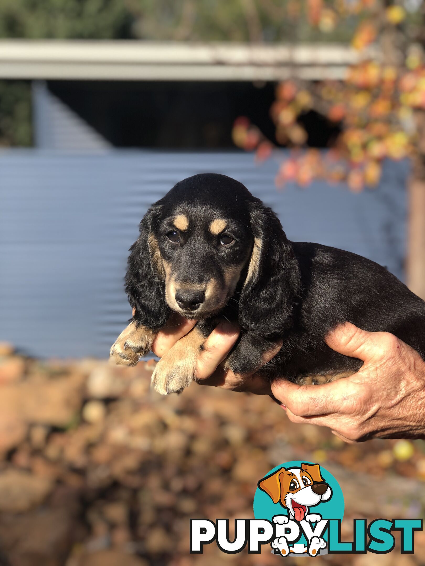 Long hair dachshund boy. Black and Cream