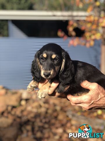 Long hair dachshund boy. Black and Cream