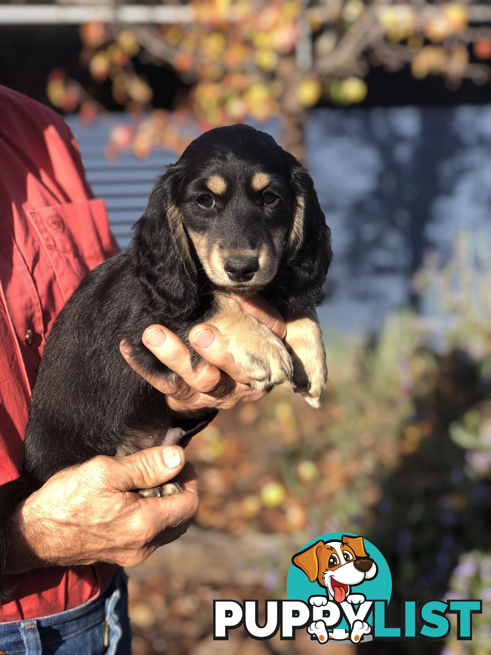 Long hair dachshund boy. Black and Cream