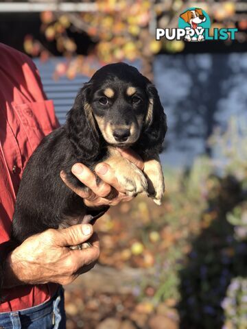 Long hair dachshund boy. Black and Cream