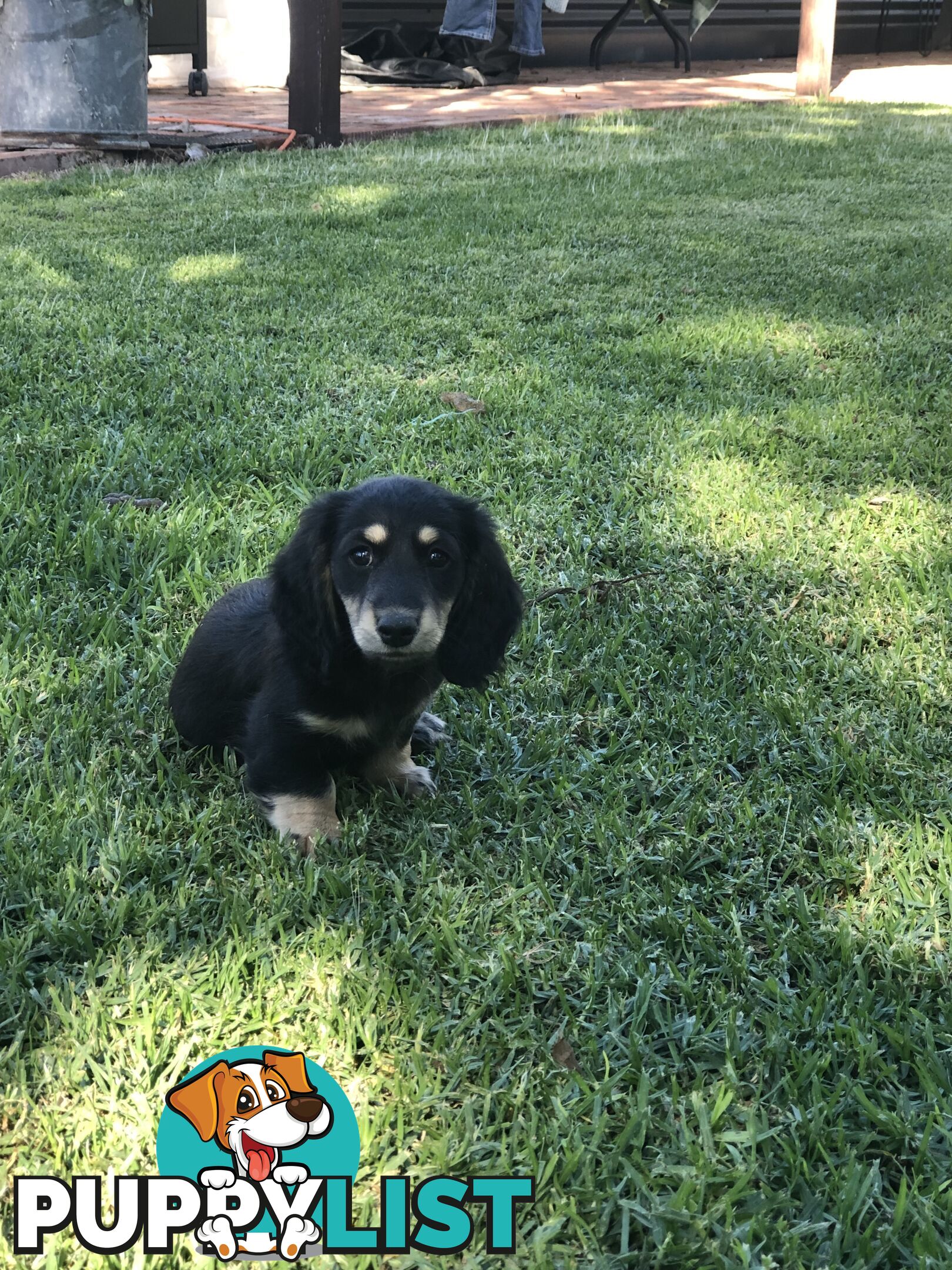 Long hair dachshund boy. Black and Cream