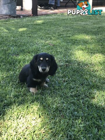 Long hair dachshund boy. Black and Cream