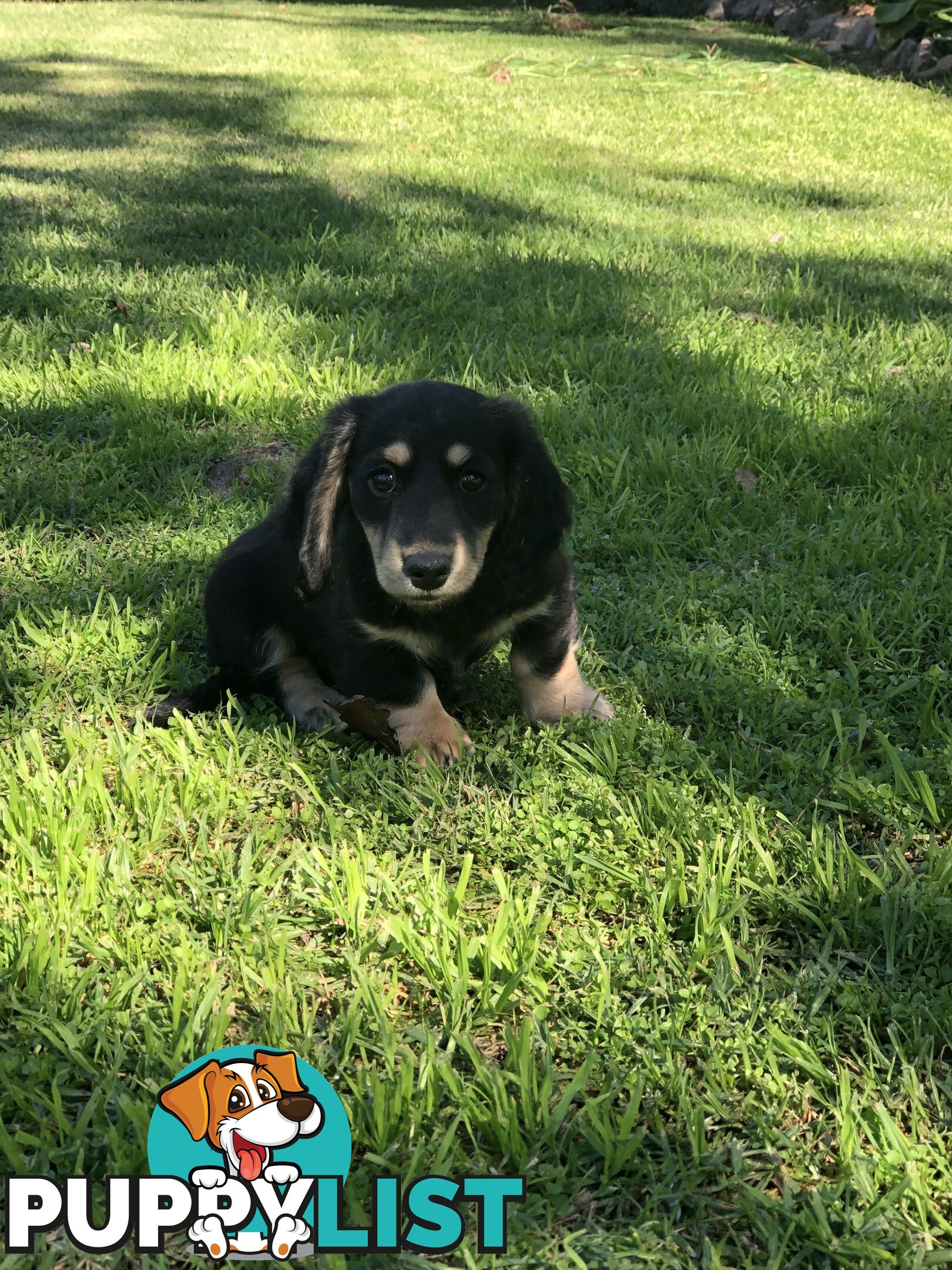 Long hair dachshund boy. Black and Cream