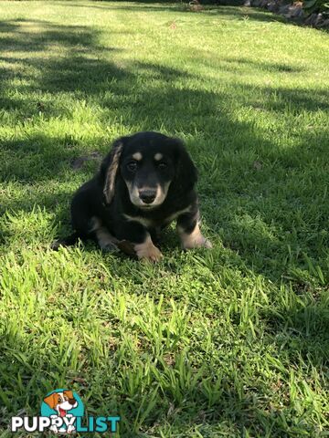 Long hair dachshund boy. Black and Cream