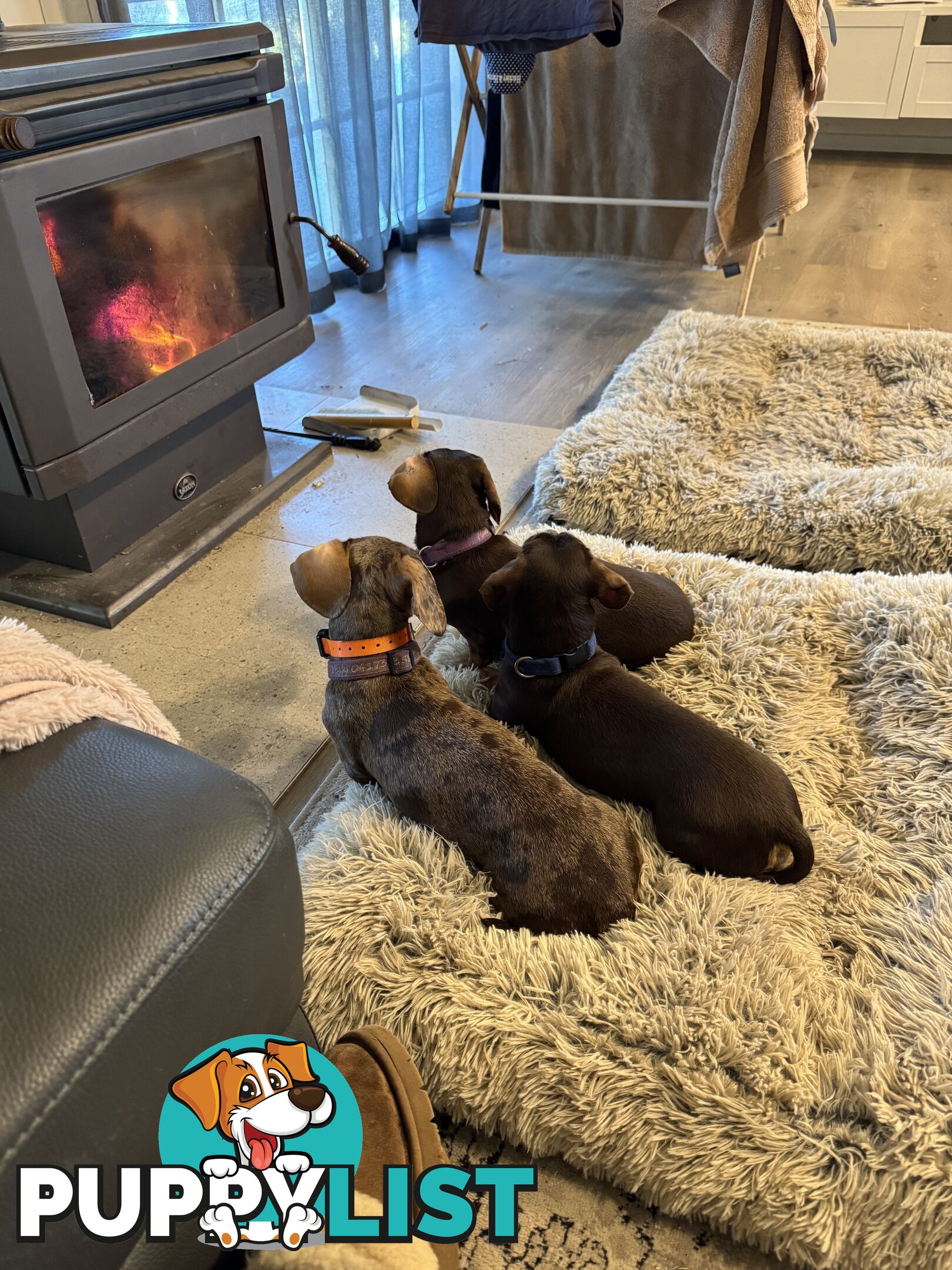 Beautiful Miniature Dachshund pups